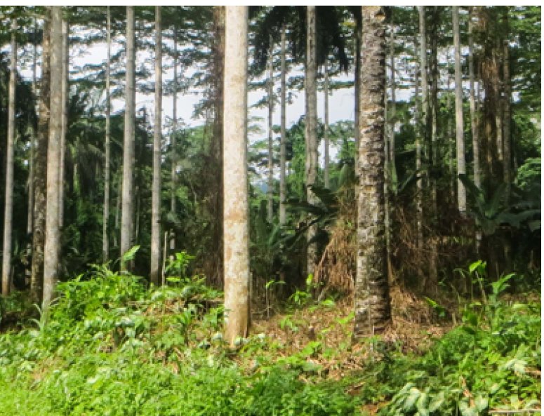 RDC : le Couloir vert Kivu-Kinshasa, un projet pour protéger près de 100 000 km² de forêts primaires, inspiré d’un modèle alliant communautés locales, ICCN et FARDC